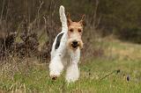 FOX TERRIER 538